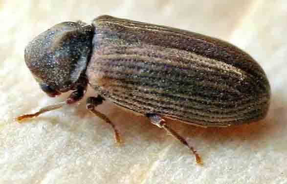 wood worm treatment for common furniture beetle and other woodworm